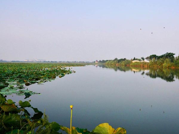 Hongze Lake and lakeshore vegetation in Jiangsu Hongze Lake and lakeshore vegetation in Jiangsu