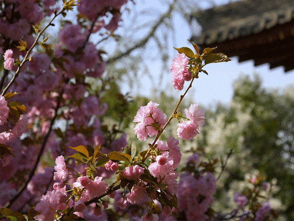 Cherry blossoms beside historic buildings at Qinglong Temple in Xi’an