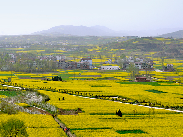Rapeseed flower fields in Hanzhong, Shaanxi Rapeseed flower fields in Hanzhong, Shaanxi