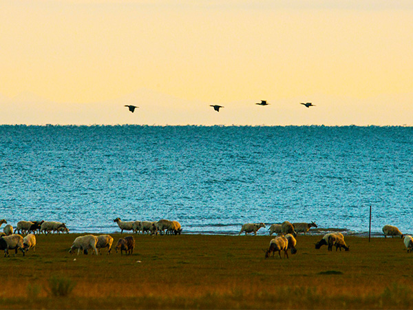 Qinghai Lake