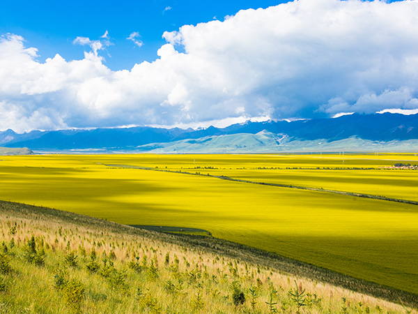Menyuan Rape Flower Scenic Spot