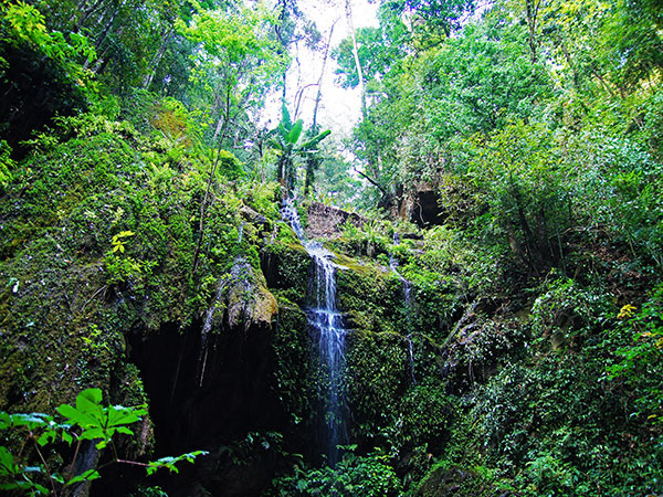 Jinghong primitive forest park 01
