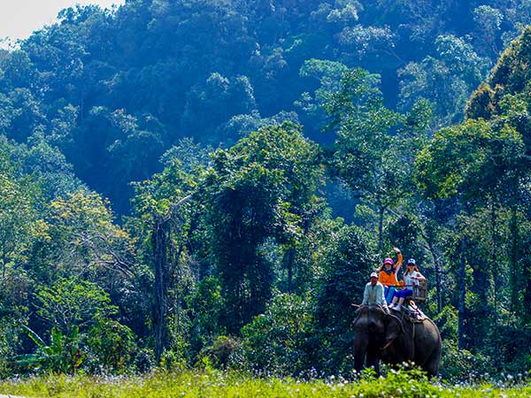 Wild elephant valley forest park 03