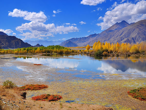 Autumn wetland and golden trees beneath mountains in Tibet Autumn wetland and golden trees beneath mountains in Tibet