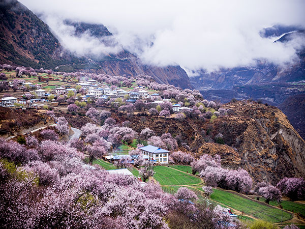 Peach blossoms around a Tibetan valley settlement in Nyingchi Peach blossoms around a Tibetan valley settlement in Nyingchi