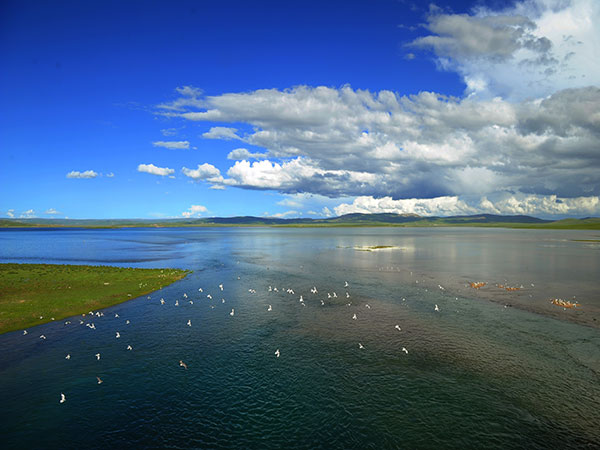 Waterbirds above a high-altitude lake in Tibet during spring migration